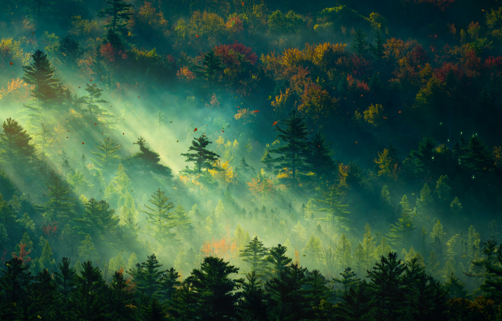 Featured image of post DGF Overview